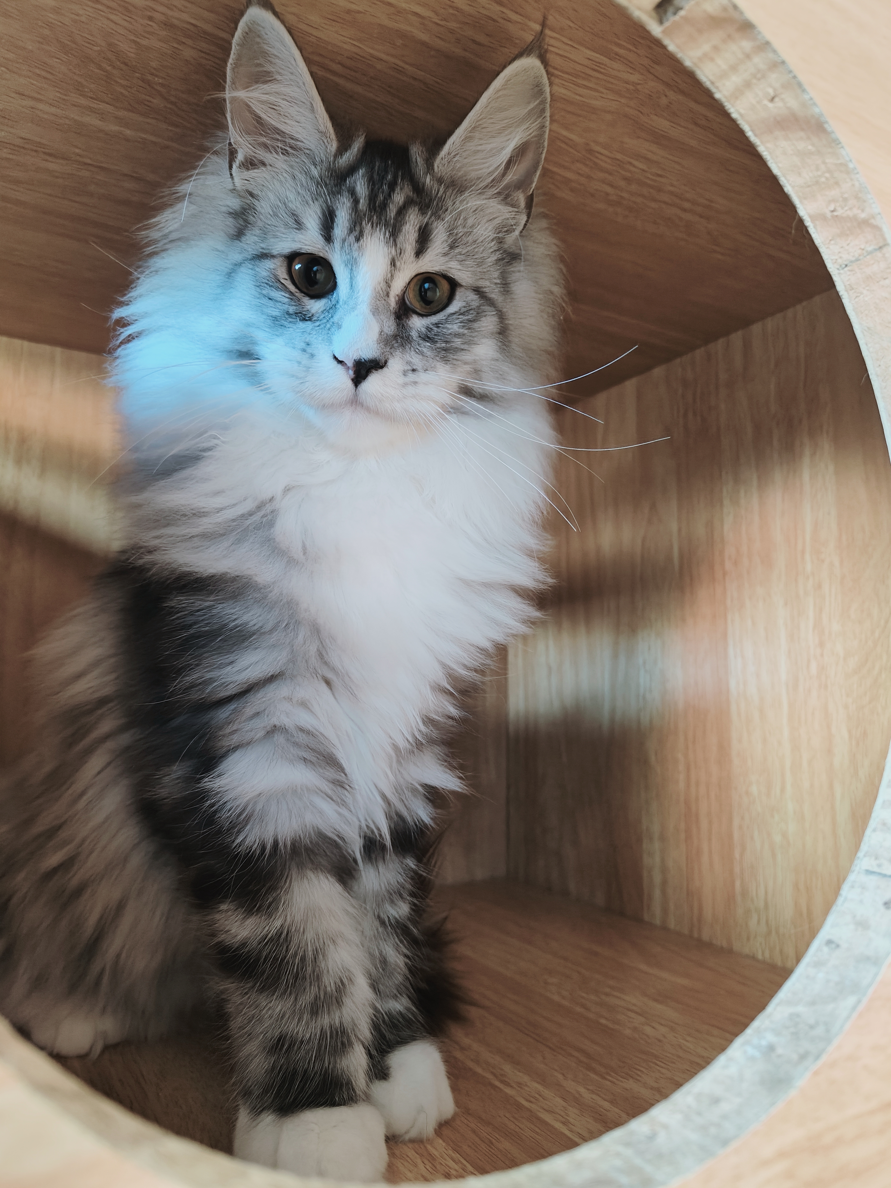 缅因猫银虎缅因猫妹妹无病无藓疫苗齐全包健康价格不贵大体型性格好